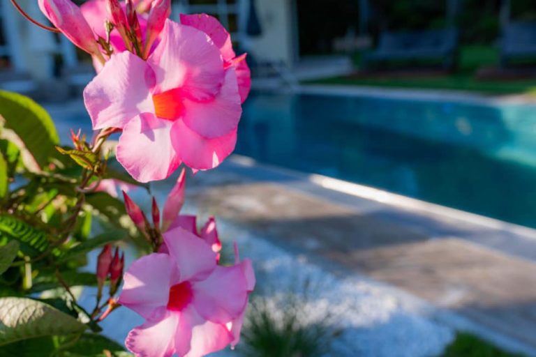 Rosa Blüten wachsen vor dem Außenpool des Hotel Hammerhof