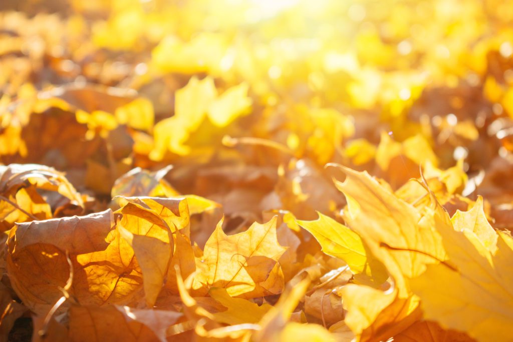 Goldene Ahornblätter liegen auf dem Boden und leuchten in den Sonnenstrahlen