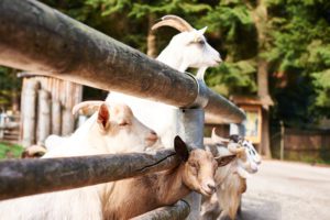 Ziegen schauen über einen Zaun im Bayerwald Tierpark