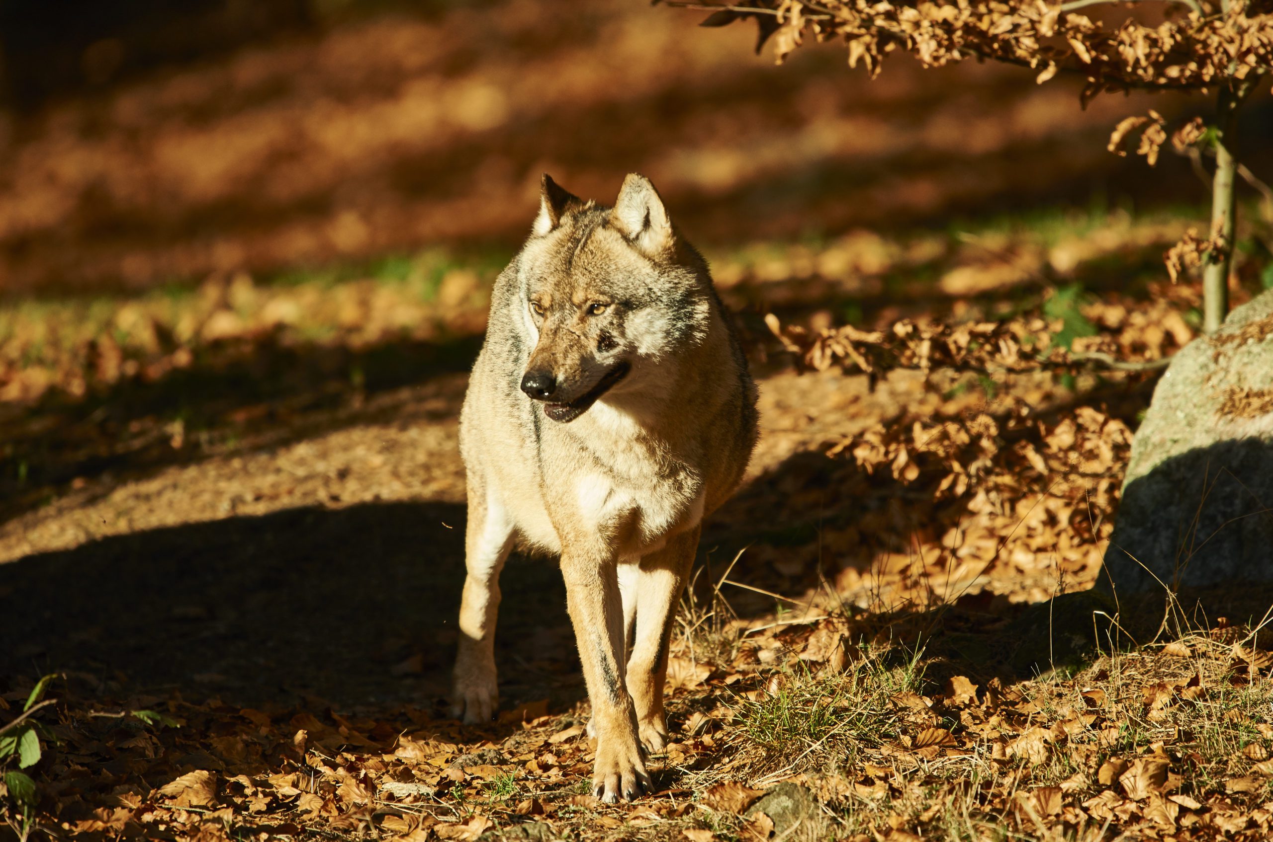 Wolf im Wald