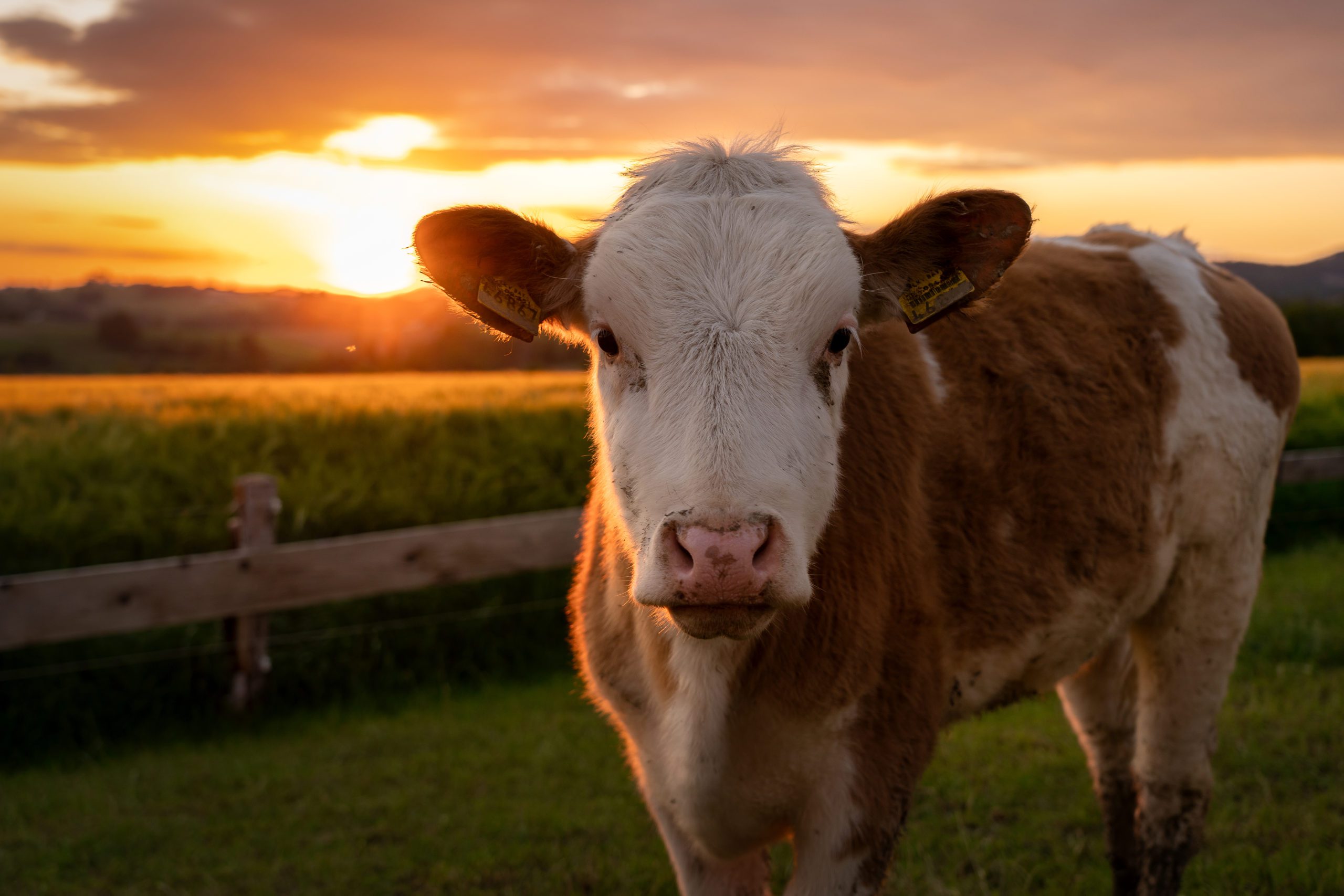 Kuh steht bei Sonnenuntergang auf der Wiese